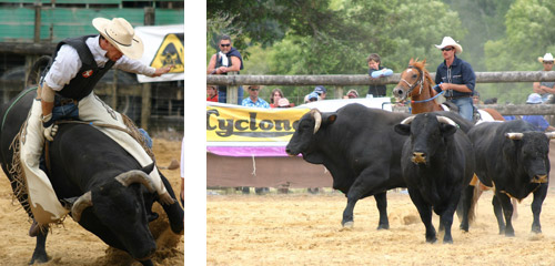 Bulls